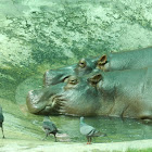 Hippopotamus