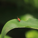Leaf Beetle