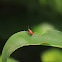 Leaf Beetle