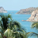 palmera