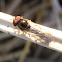 Melanostoma scalare (macho).