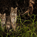 Bobcat