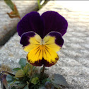 Viola tricolor
