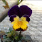 Viola tricolor