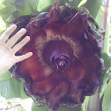 Abyssinian Banana