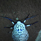 Leopard Moth