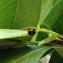 Twice-stabbed Ladybeetle
