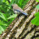 Eastern Bluebird