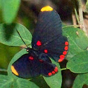 Red-bordered Pixie