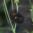 Caterpillars of the Southeastern USA