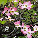 Pink Dogwood