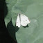 Small White