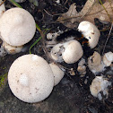 Gemmed Puffball