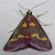 Coffee-loving Pyrausta Moth