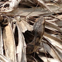 Cottonmouth