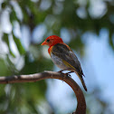Red-Headed Weaver