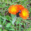 Hawkweed