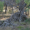 Packrat nests
