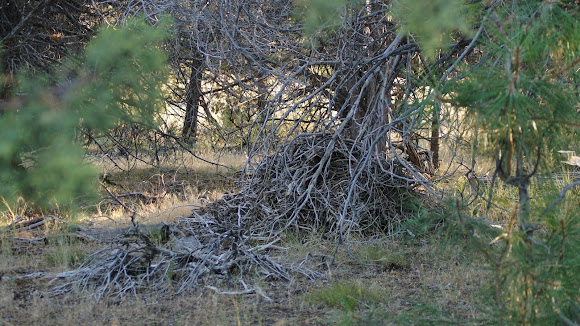 Spotting Image 1