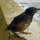 Robin