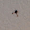 Pseudoscorpion