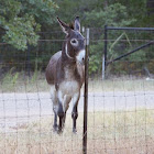 Equine