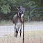 Equine