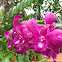 Orchid