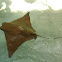 Cownose stingray