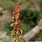 Rumex bucephalophorus