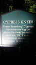 Cypress Knees