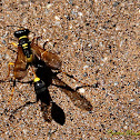 Black and Yellow Mud Dauber