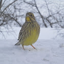 Yellowhammer