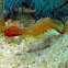 Plume Shrimp