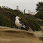 Great black-backed gull
