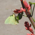 Cloudless Sulphur