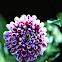 Dalia