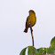 Golden-bellied Euphonia