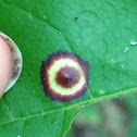 Ocellate Gall Midge