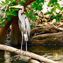 great blue heron