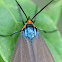 Virginia ctenucha