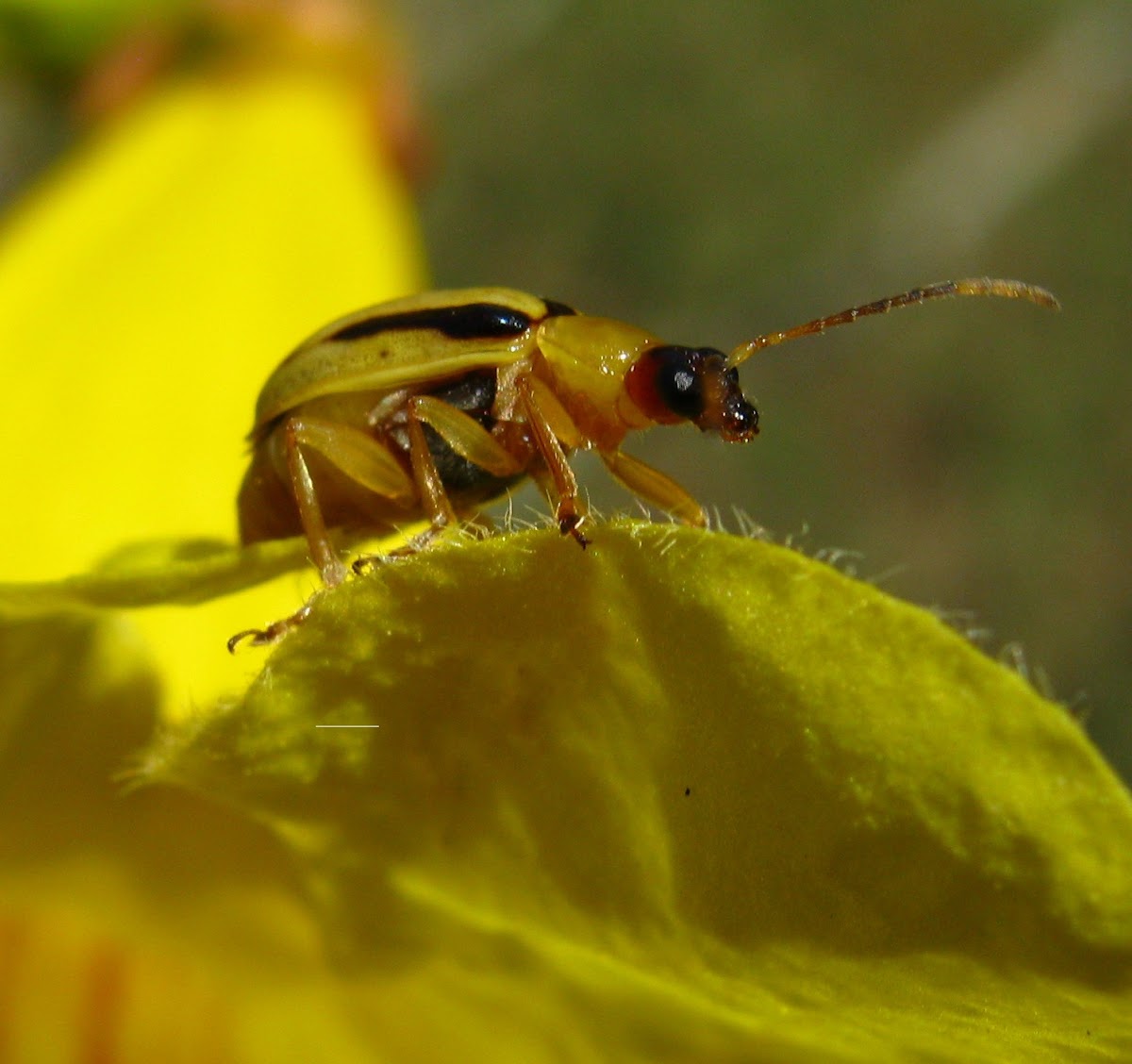 Three lined potato beetle 