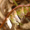 Wood Vetch