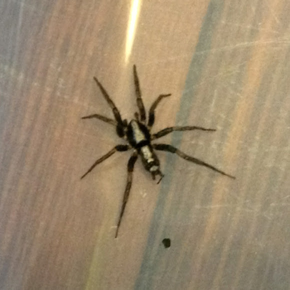 Spotting Image 1