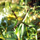 St. Andrew's Cross Spider