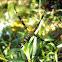 St. Andrew's Cross Spider