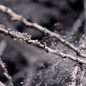 Baby Spiders