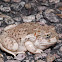 Mexican spadefoot toad