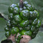Jack in the Pulpit