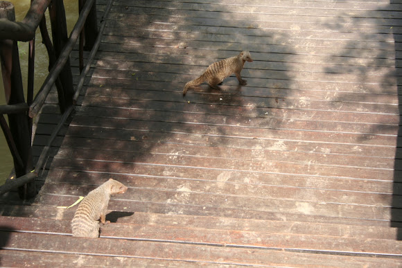 Spotting Image 1